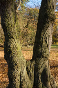 Berlin, Wannsee, Pfaueninsel im Herbst, Baumrinde Berlin, Wannsee, Pfaueninsel im Herbst, Baumrinde
